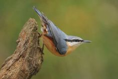 a blue and brown bird perched on top of a tree branch next to a green background