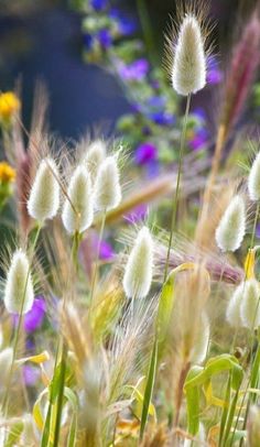 wildflowers and other flowers in a field with blue water in the back ground