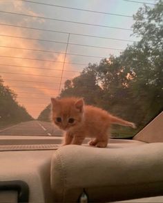 a small orange kitten sitting on the dashboard of a car in front of trees and clouds