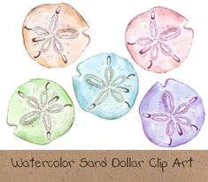 watercolor sand dollar clip art with dragonflys and starfish on the bottom