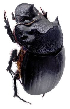 a close up of a beetle on a white background