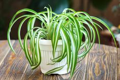 a potted plant sitting on top of a wooden table