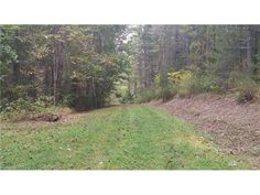 a dirt road in the middle of a forest