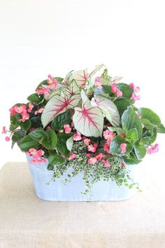 a potted plant with pink flowers and green leaves