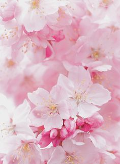 pink flowers with yellow stamens are blooming