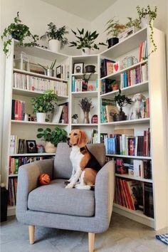 a dog is sitting on a chair in front of a bookshelf filled with plants