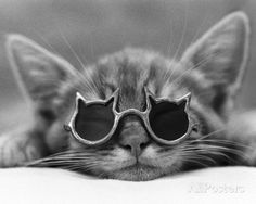 black and white photo of a cat with sunglasses on it's face laying down