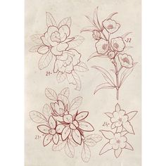 four different types of flowers drawn on paper