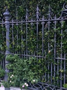 a cat sitting on the ground next to a fence with flowers growing up it's sides