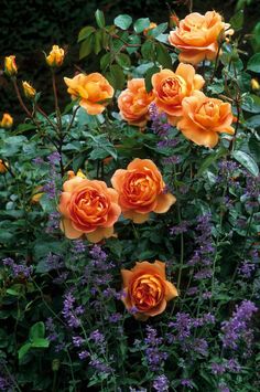 orange roses are blooming in a garden with purple flowers and greenery around them