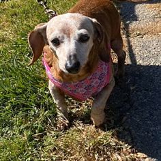 a brown dog wearing a pink bandana standing in the grass