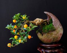 a bonsai tree with oranges and moss growing on it's branches in front of a black background