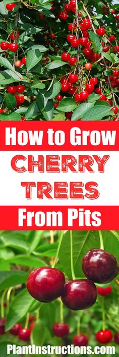 cherries growing on trees with text overlay how to grow cherry trees from pits