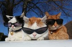 three cats wearing sunglasses are sitting on the snow