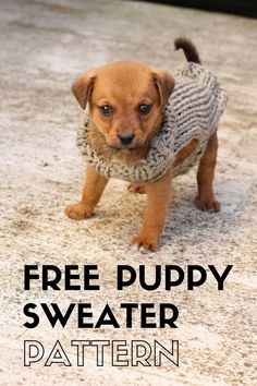 a puppy wearing a sweater with the words free puppy sweater pattern