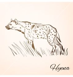 a drawing of a hyena walking in the grass