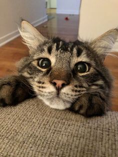 a close up of a cat laying on top of a floor next to a wall