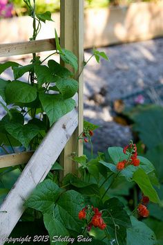 red flowers growing on the side of a wooden trellis