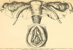 an old diagram of the inside of a flower with its petals and stigmas labeled