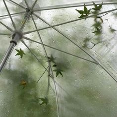 an umbrella with green leaves on it is seen through the water droplets in the rain