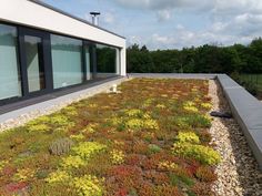 a green roof with plants growing on the side and windows in the back ground area