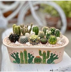 a potted cactus plant sitting on top of a wooden table next to a bicycle