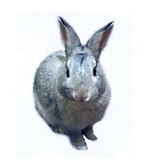 a gray rabbit sitting on top of a white floor