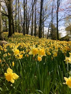 yellow daffodils are blooming in the woods