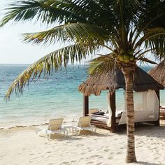 a beach with chairs and umbrellas on it next to the ocean in front of some palm trees