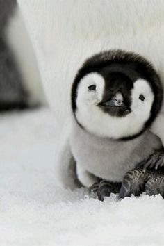 a baby penguin is cuddling with an adult penguin