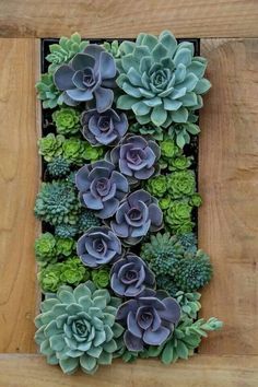 an arrangement of succulents in a wooden box