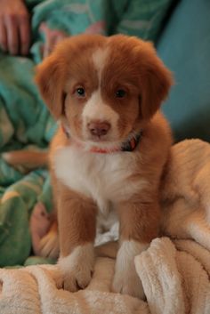 a brown and white puppy sitting on top of a blanket