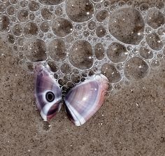 a close up of a butterfly on the ground with bubbles in the water behind it