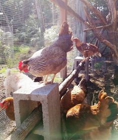 chickens and roosters are standing on concrete blocks