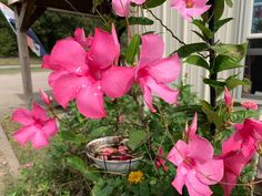 pink flowers are blooming in a pot outside