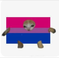 an image of a cat peeking out from behind a rainbow colored rectangle with paw prints