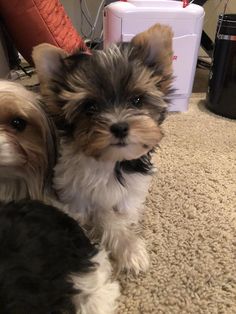 two small dogs sitting next to each other on a carpeted floor in front of a hair dryer