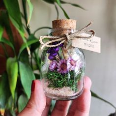 a hand holding a glass jar filled with purple and green flowers next to a potted plant