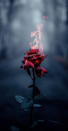 Wallpaper Mawar, Rose On Fire, Burning Rose, Red Roses Wallpaper, Wallpaper Estetika, Fire Photography, Beautiful Wallpapers Backgrounds, Samsung Wallpaper, Flower Phone Wallpaper