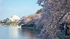 cherry blossoms are blooming on the trees along the water's edge in washington, dc