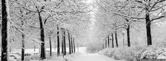 snow covered trees line a path in the woods