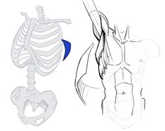 an image of a drawing of a human torso and arm muscles in various stages of development