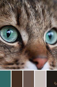 a cat's eyes are shown with different colors in the center and bottom half