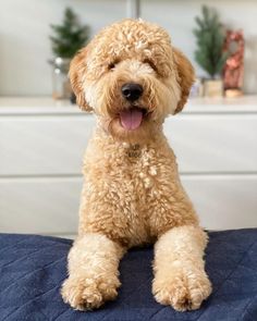 a brown dog sitting on top of a bed