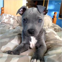 a gray and white dog laying on top of a bed