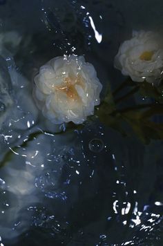 two white flowers floating in water with bubbles