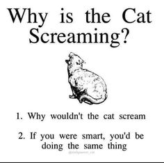 a poster with an animal saying why is the cat screaming?