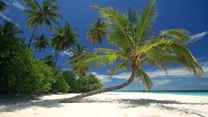 a palm tree on the beach with blue sky