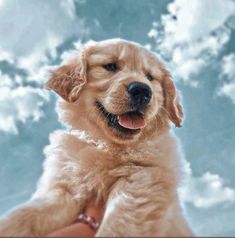 a golden retriever puppy is sitting on someone's lap looking up at the camera