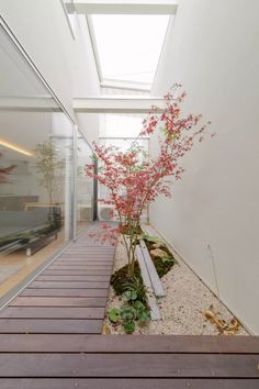 a plant is in the middle of a wooden walkway next to a glass wall and door